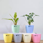 Decor 5 (5 Inches, pack of 6), 6 Color Pots